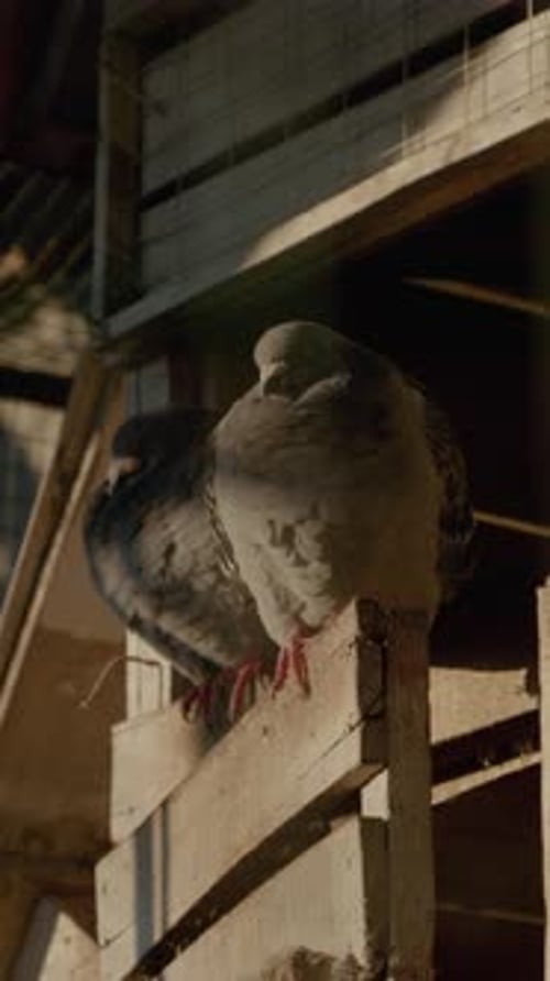 Vertical video Pigeons resting on wooden structure in outdoor cage