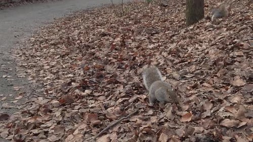 Curious careful woodland squirrels foraging and eating nuts in Autumn forest park