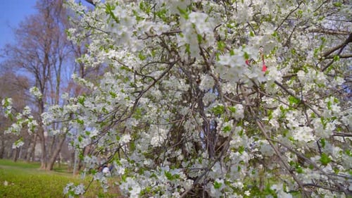 close-up of branches covered with flowering colors