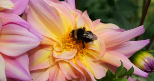 Bumblebee on a large yellow-pink dahlia flower in the autumn garden