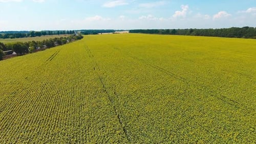 Schöne lange Sonnenblumenplantage entlang der Autobahn.