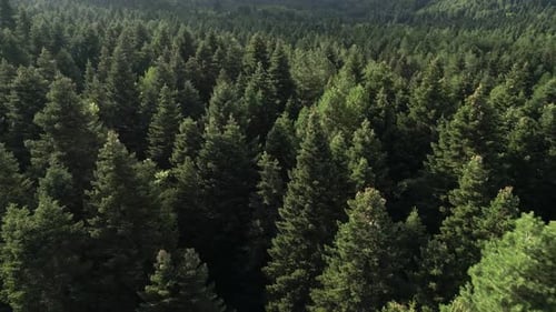 Flight over green dense trees in the forest, aerial footage