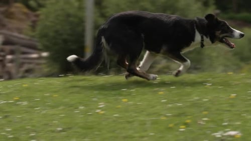 Border Collie Sheepdog Running Across Green Field In Slow Motion