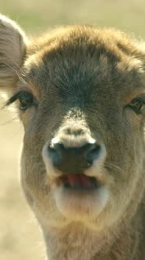 Sequência de close-up de um jovem cervo comendo