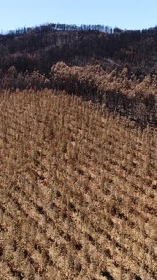Vertical Video of Burned Forest and Mountain