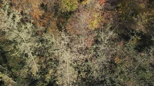 Forest Autumn Aerial View