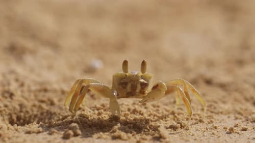 Crab Feeding And Emerging From Sand Burrow