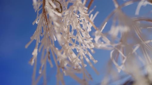 Icy Branches Against Blue Sky on Winter Day
