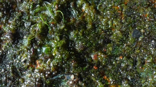 A close-up view of green organic matter growing on a brick.