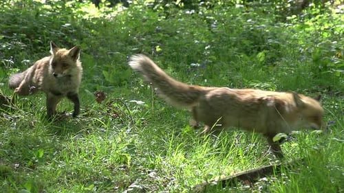 Red Fox, vulpes vulpes, Pair of Adults walking in the forest among foliage, Normandy in France