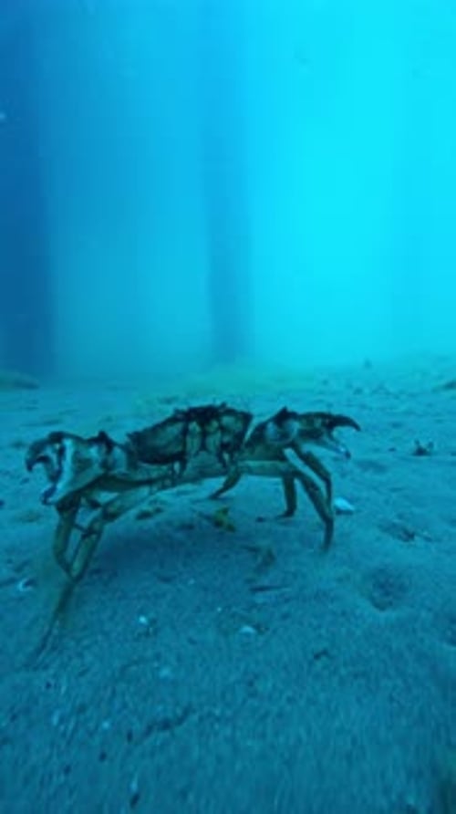 Crab Close Up Running on Sand Sea Bottom Underwater in Ocean