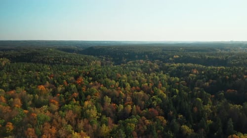 AERIAL: Endless Forest of Trees on a Sunny Autumn Day