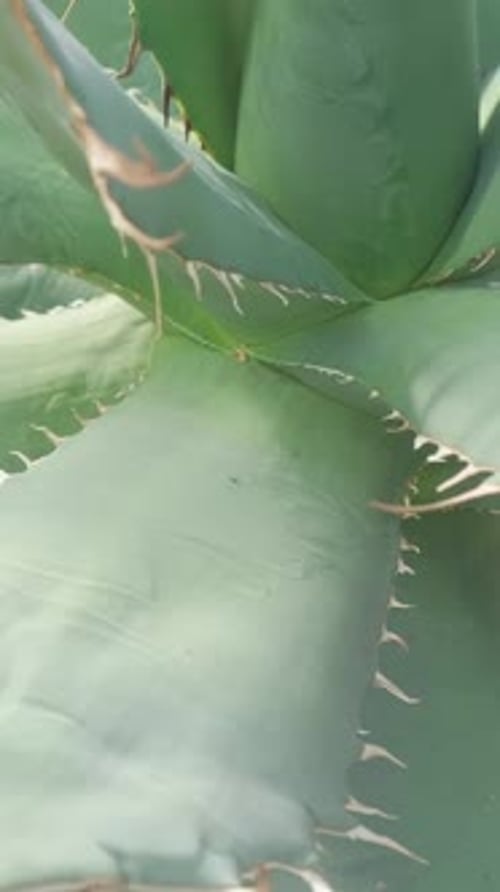 Gros plan d'une grande plante médicinale d'aloès, cactus, vidéo verticale