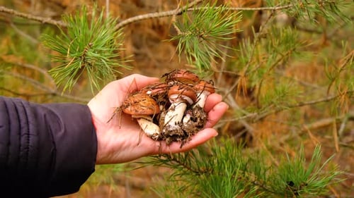 Mushroom Picking in the Forest Selective Focus