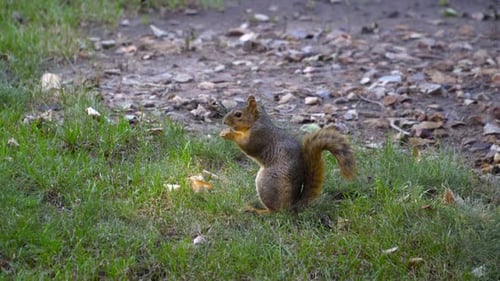 Cute, healthy Grey Squirrel sits on grass eating a nut