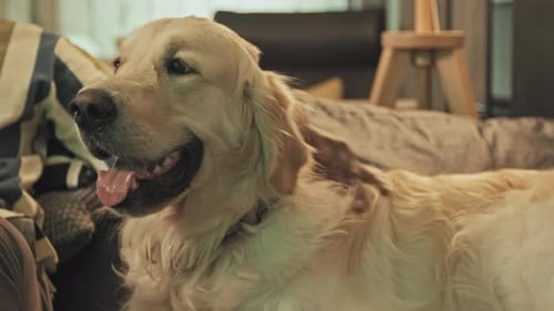 Dog Pet by Human