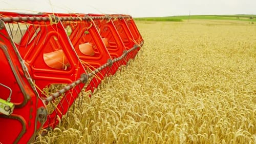 Eine große Erntemaschine erntet gekonnt Weizen und verwandelt das Feld in goldene Körner