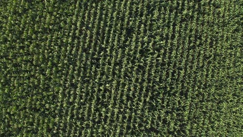 Aerial view of lush corn field featuring young plants in straight rows