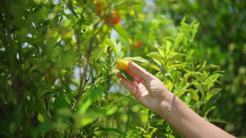 Ripe Kumquat on the Tree in the Garden