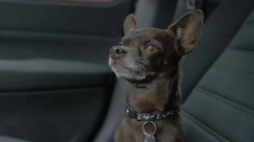 Small Brown Dog Sitting in Car Seat