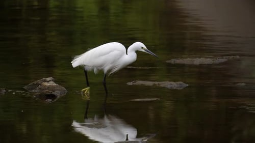Little Egret On Shallow Stream Looking For Food. Closeup
