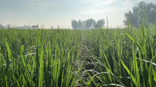 beautiful rice plants in the morning