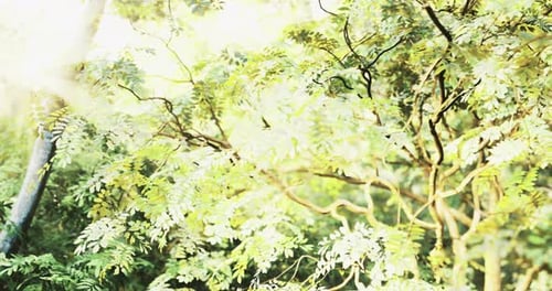 Un soleil éclatant filtre à travers les feuilles vertes denses d'une forêt sereine