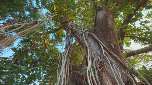 banyan tree in the woods