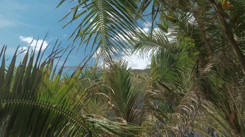 Tropical Palm Leaves Under Blue Sky on Tropical Beach Moving in the Wind Leaf Palm Tree on Blue Sky