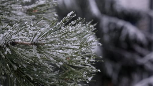 Pin dans la neige