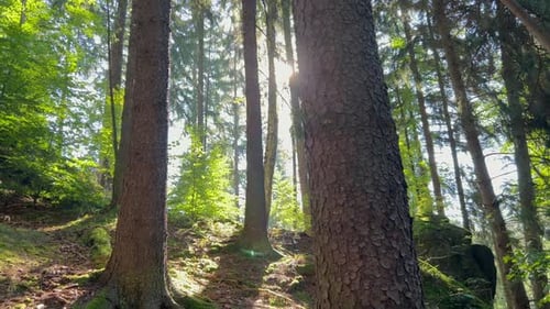 Early Morning Light Shining Through the Trees in a Forest The Natural Forest Sunny Spruce Forest