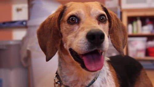 A close up of a beagle
