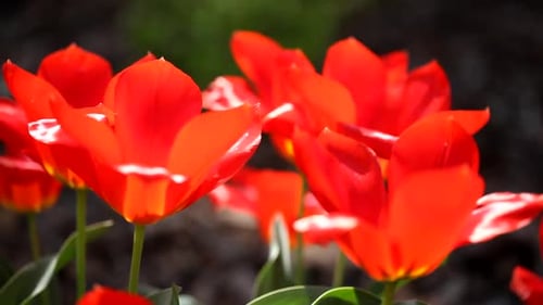 Vibrant red tulips blooming in bright sunlight