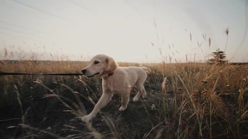 Golden Retriever Puppy Walking in a Grassy Field