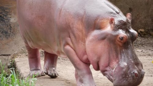 There is a hippopotamus at the San Diego Zoo