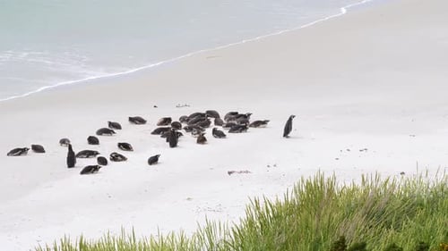 Penguin Colony Gypsy Cove Falkland Island Beach. One Magellanic Penguin Stands