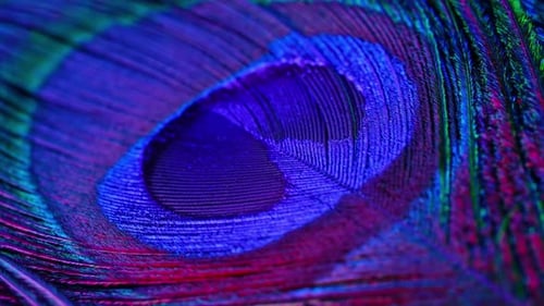 Iridescent Peacock Feather Abstract Close Up