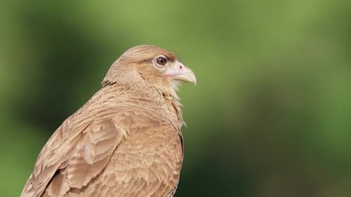 Telezoomaufnahme eines wilden Chimango-Caracara-Greifvogels, der im Leerlauf steht, während er seinen