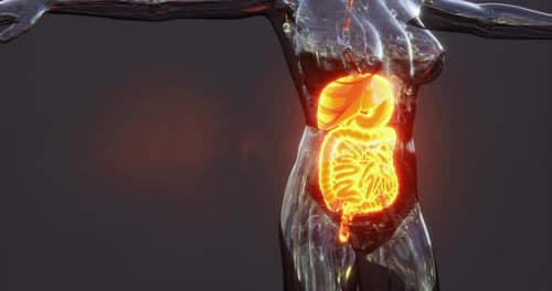 Visual Representation of the Human Digestive System Anatomy in Detail