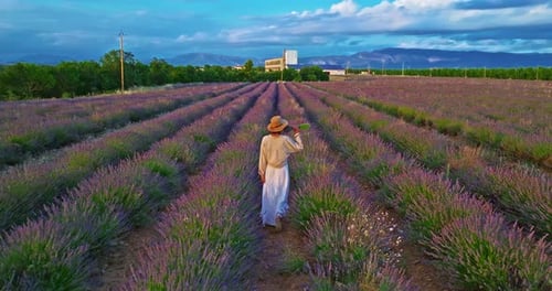 Aerial View of Beautiful Lavender Field at Sunset A Girl in a Long Dress and Hat Walks Between Rows