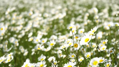 Chamomile White Daisy Flowers in a Field of Green Grass Sway in the Wind at Sunset Chamomile Flowers
