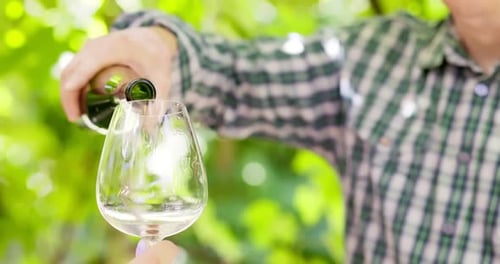 Male Winemaker or Sommelier is Pouring Red Wine in Glass