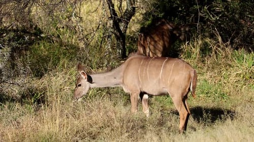 Kudu-Antilopen ernähren sich in natürlichem Lebensraum
