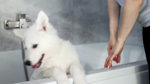 White Swiss Shepherd puppy being washed in the bathroom in the shower after the walk
