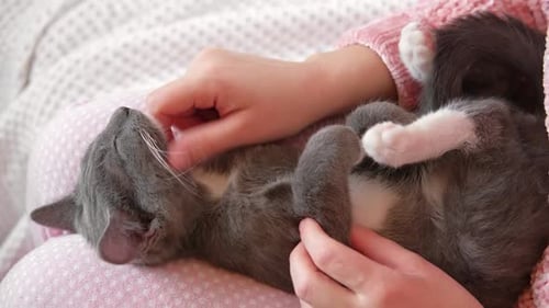 Relaxed Kitten Being Petted on a Lap
