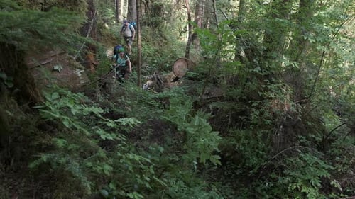 Two hikers on a rugged trail through old growth forest