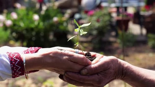 Adult Male and Female Hands of Farmer Holding Small Green Sprout at Summer Garden This Scene