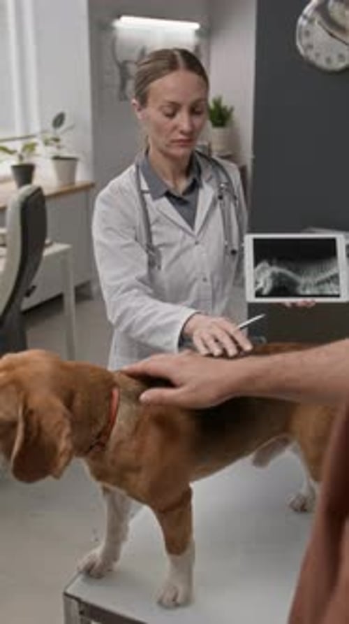 Veterinarian Discussing Dog X-ray on Tablet with Owner Petting Beagle in Clinic