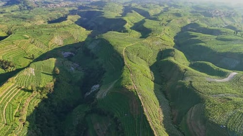 Aerial shot of green terraced hills under clear skies.