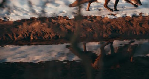 Reflection Of The Red Fox Walking At Riverbank In The Wilderness On The Netherlands. wide shot